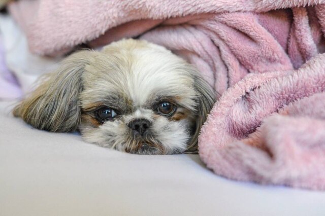 Freepik Shih tzu é segundo lugar no PetCenso