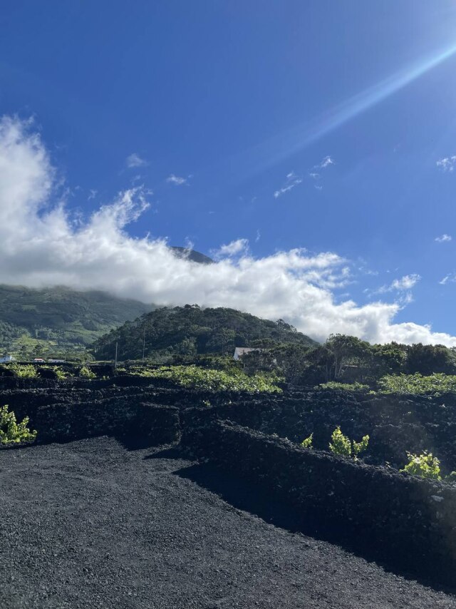 Suzana Barelli/Estadão Vinhedos em currais, os muros de pedras vulcânicas, e o Pico, a montanha mais slta dos Açores, com 2.351 metros, encoberta pelas nuvens