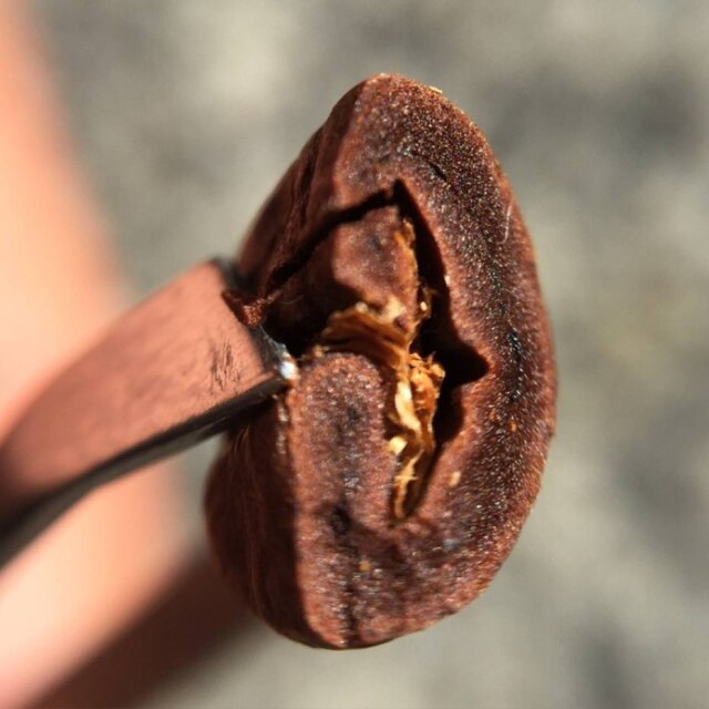 Ensei Neto|Divulgação Grão de café torrado.