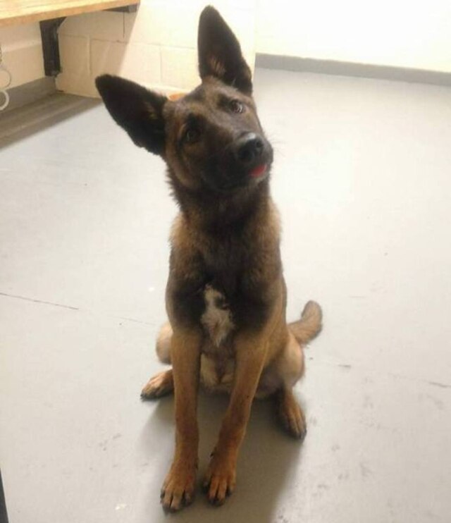 Facebook/NewJerseyStatePolice A polícia de Nova Jersey resgatou uma cadela que estava próxima a uma movimentada rodovia