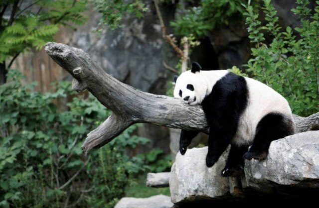 REUTERS/Kevin Lamarque Panda gigante Mei Xiang no Zoológico Nacional de Washington, nos EUA