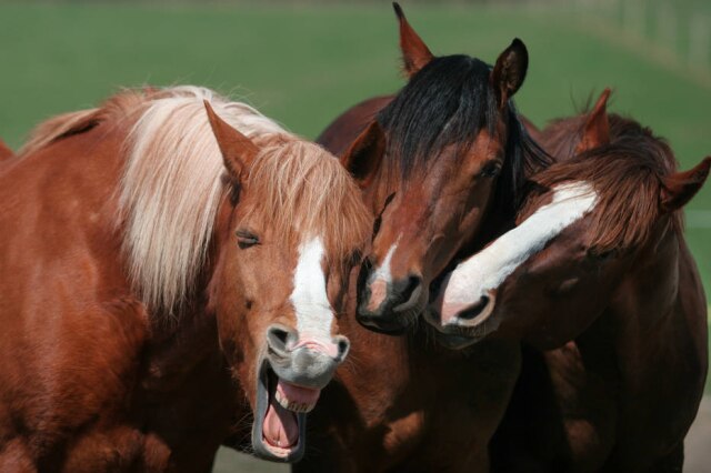 Mars Petcare Comedy Pet Photo Awards 2020 / Magdalena Strakova Vencedores na categoria de foto de cavalo mais engraçada, o trio de animais parece estar 'fofocando'
