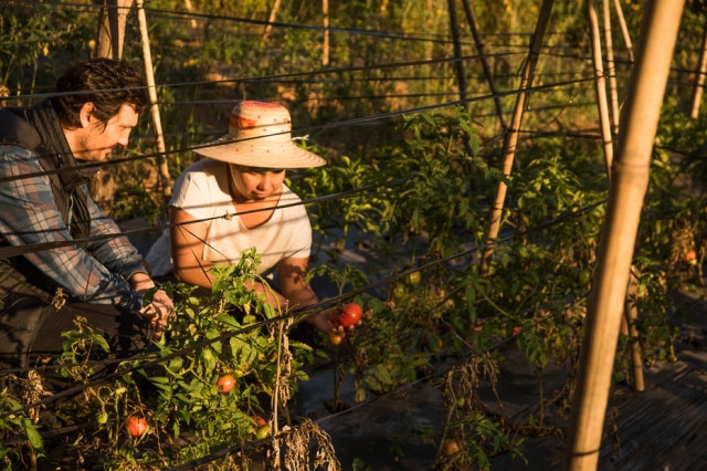 Lucas Terribili Luciano Nardelli, da Carlos, e a agricultora Marta de Sales, na plantação de tomates orgânicos em Ibiúna.