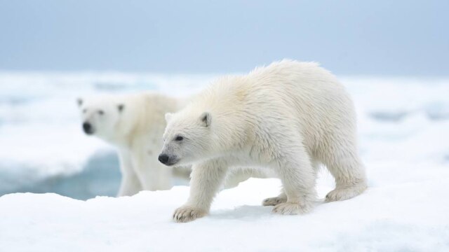 Disney+ O novo filme original da Disneynature, 'A Ursa Polar', chega ao Disney+ no Dia da Terra, em 22 de abril.