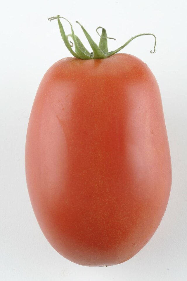 Felipe Rau/Estadão Tomate San Marzano.