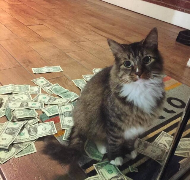 Facebook/CASHnipKitty Gato ganha o próprio dinheiro na cidade de Tulsa, em Oklahoma, EUA.