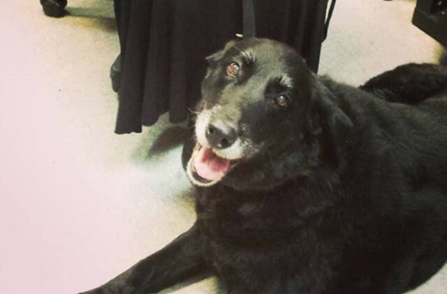 Instagram/@animalprotectorsshelter Labrador fêmea reencontrou seus donos após dez anos