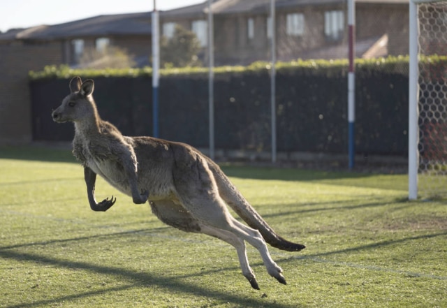 Lawrence Atkin/Capital Football via AP Um canguru invadiu um campo de futebol na Austrália e 'brincou' de goleiro com um dos funcionários do estádio