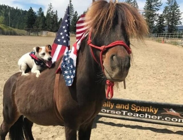 Instagram/@dally_and_spanky A cadela Dally e a égua Spanky têm uma amizade única.