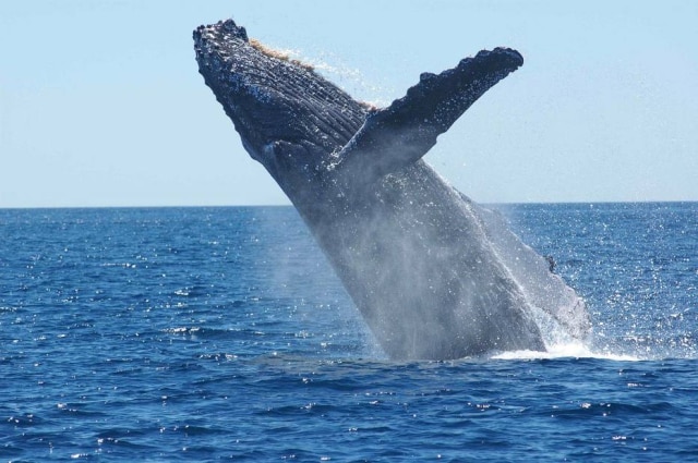 Pixabay/skeeze O salto de uma baleia jubarte assustou um grupo de turistas que observava os animais