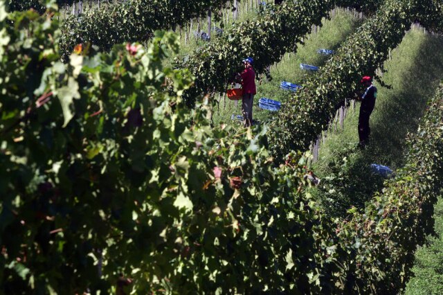 JF Diório/Estadão Colheita de uva em propriedade vinícola da Miola, em Bento Gonçalves.