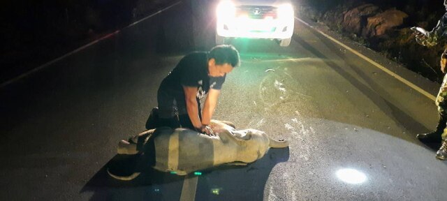 Kunchaylek/Handout via Reuters O socorrista Mana Srivate faz reanimação cardiorrespiratória em um bebê elefante que foi atingido por uma moto na Tailândia.