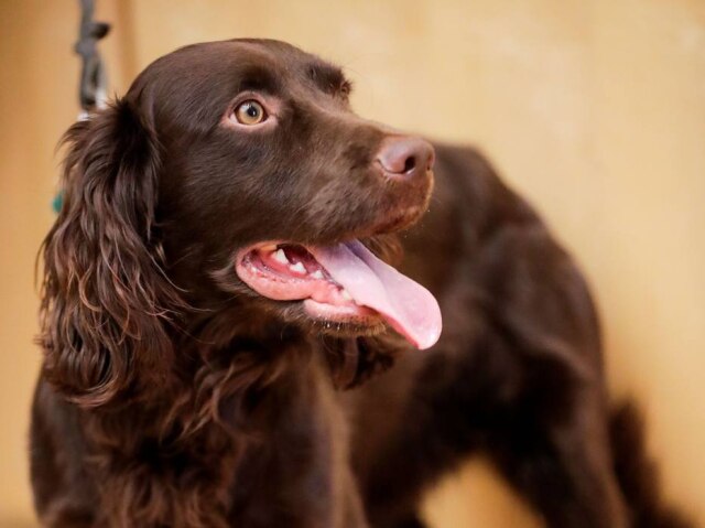 REUTERS/Hannibal Hanschke Cochorro da raça Cocker Spaniel