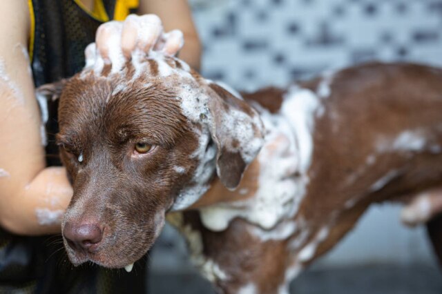 Freepik Em dias frios, é ideal espaçar o tempo dos banhos dos pets, segundo veterinária.