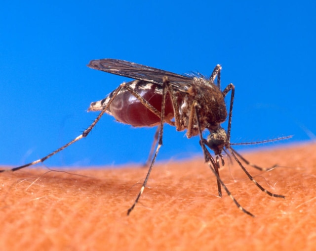 O mosquito 'Aedes aegypti' é transmissor da zika, da dengue e da chikungunya