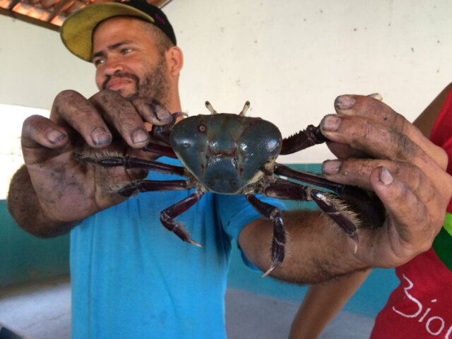 Priscila Steffen|Conservação Internacional|Divulgação Pescador mostra caranguejo da reserva extrativista de Canavieiras, no sul da Bahia