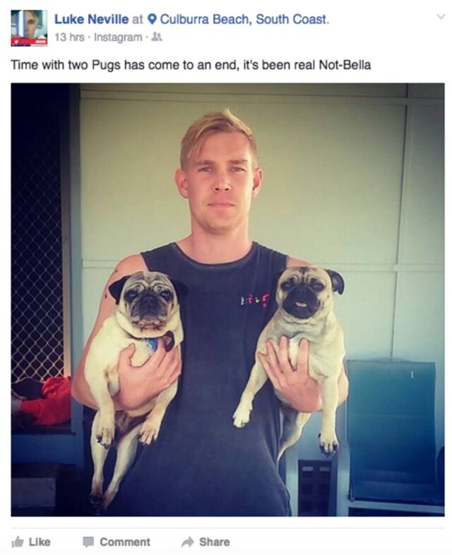 Reprodução/Facebook Luke, Bella e Não-Bella.