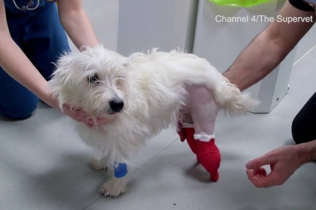 Reprodução/Channel 4 'Supervet' Rodney em período de adaptação, pouco após a cirurgia