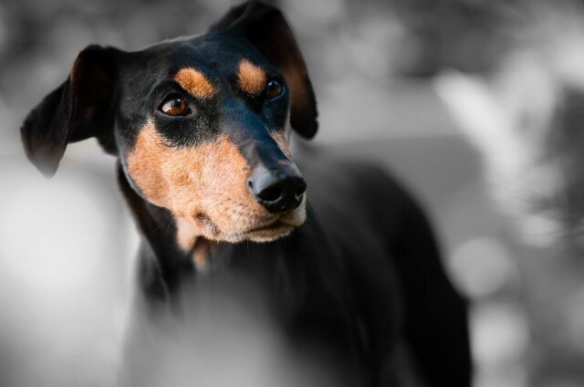 Pixabay Um cachorrinho fez parte do anuário de uma escola nos EUA.