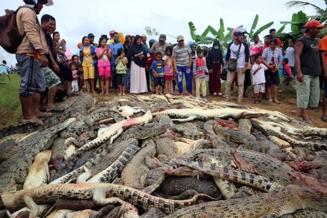 Olha Mulalinda / Antara Foto / via Reuters Crocodilos mortos por moradores revoltados na Indonésia.