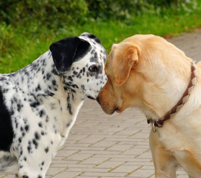 Pixabay Cães podem pegar DSTs durante acasalamento.