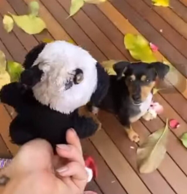 Instagram / @gio_ewbank Em vídeo, atriz Giovanna Ewbank destacou recuperação da cachorra Lasanha