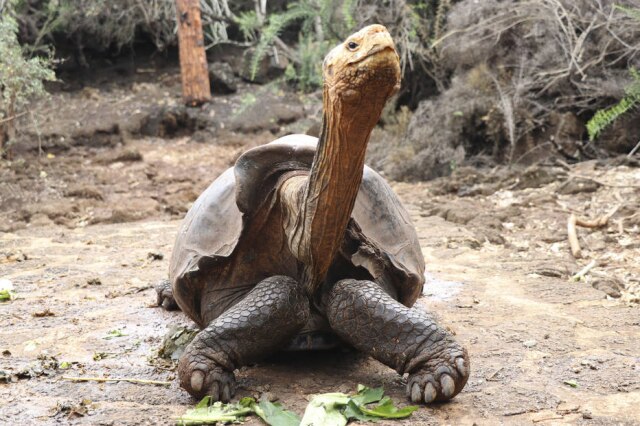 Galapagos National Park via AP Tartaruga Diego na ilha de Santa Cruz, em Galápagos, no Equador.