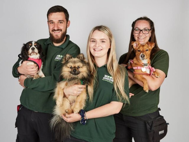 Five Mile Films / National Geographic Série acompanha jornada de cachorros abandonados em busca de um novo lar