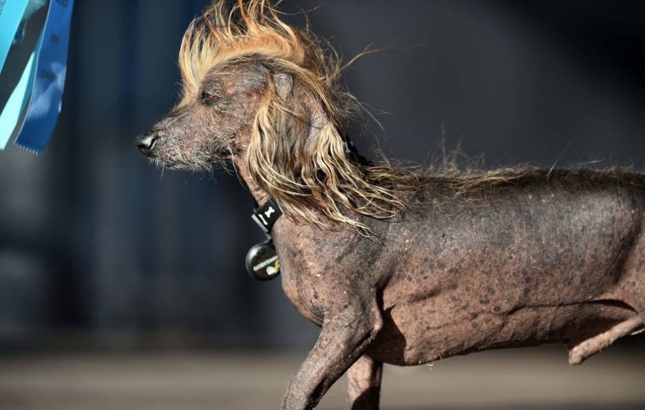Qual è L Animale Più Feroce Del Mondo