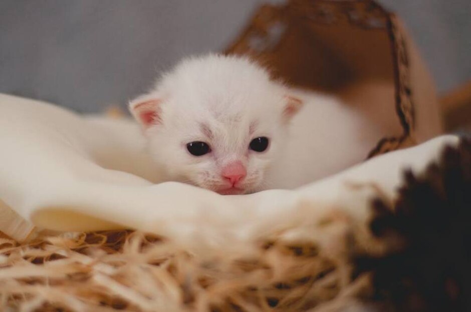 Estes Gatinhos Recém Nascidos Vão Melhorar Muito Seu Dia Emais Estadão