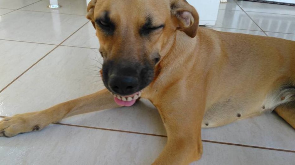 Cachorra acha dentadura, coloca na boca e quase mata o